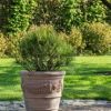 Vaso Florentine Set van 3 - Afbeelding 3