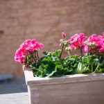 Cassetta Liscia (Mterra) - Afbeelding 6